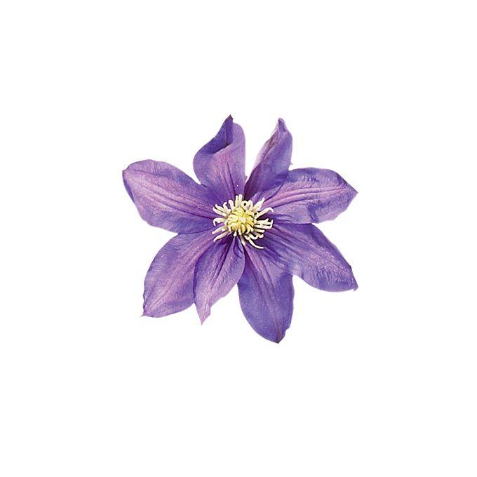 Vintage Elegance: Timeless Floral Grace